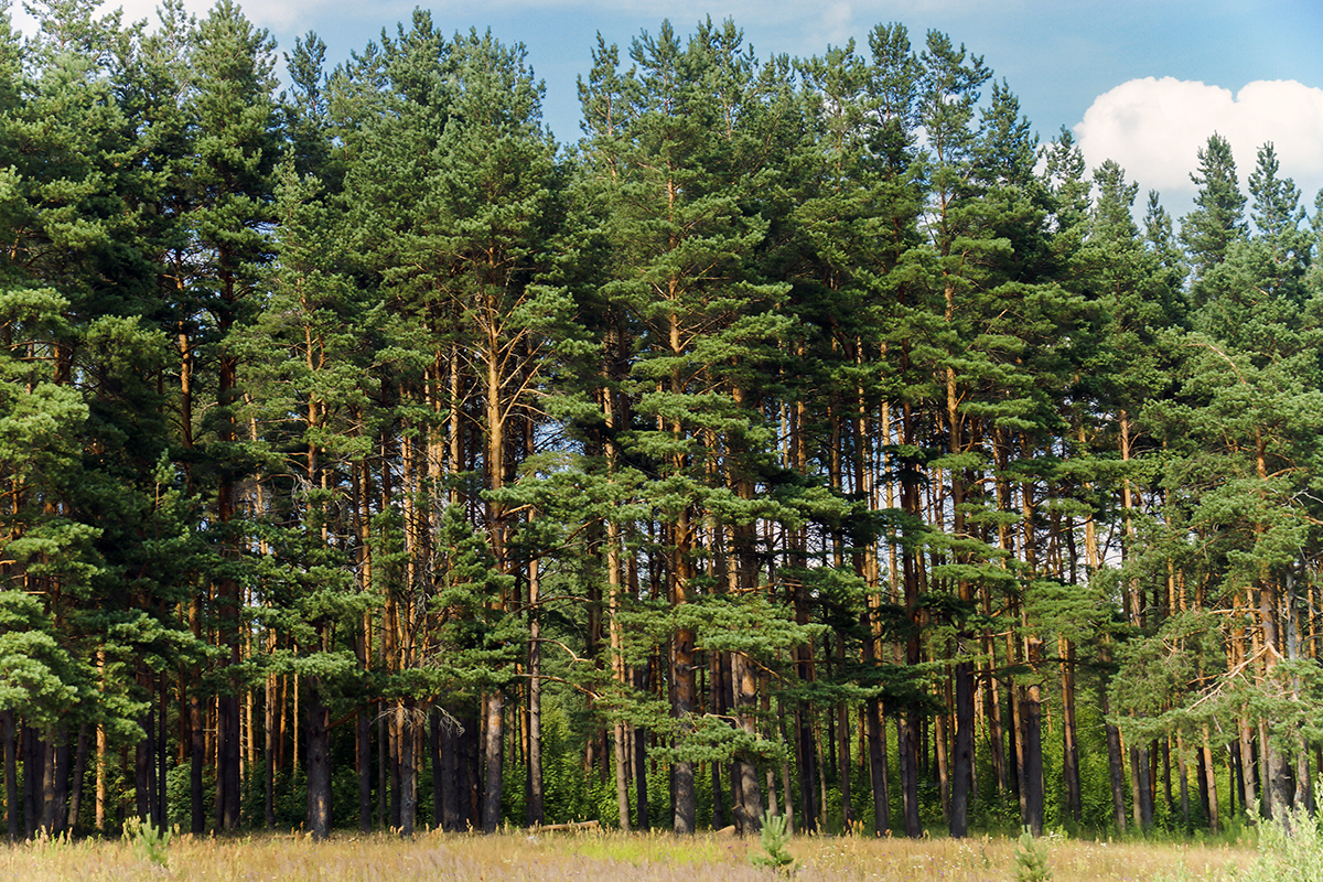 6. Леса, пещеры и реки